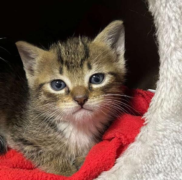 Vi presentiamo i nostri bellissimi micini Foto 3